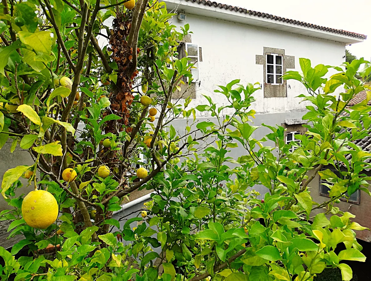 Germán Asesoría Técnica Inmobiliaria